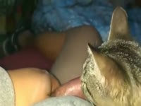 Pet porn cat sucking a huge hard cock 